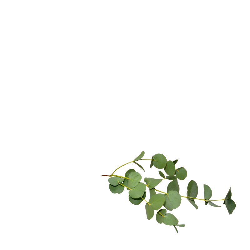 Olejek eteryczny Eukaliptus